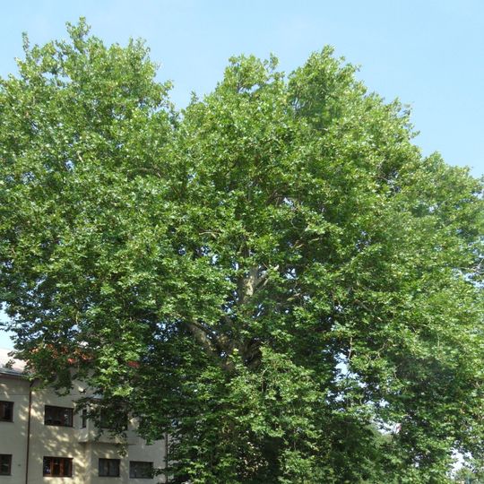 Platan u Radimského mlýna