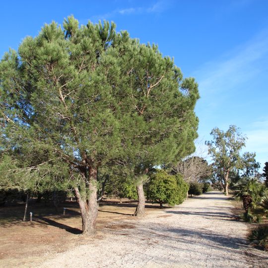 Arboreto de Mas Roussillon