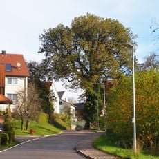 1 Eiche in Zimmerbach