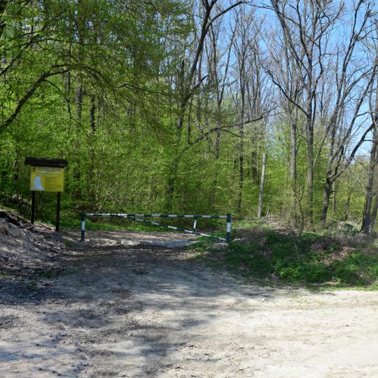 Talijinivskyy forest