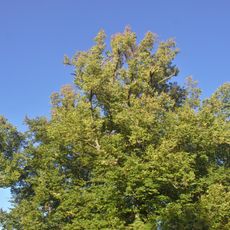 Prostibořská lípa