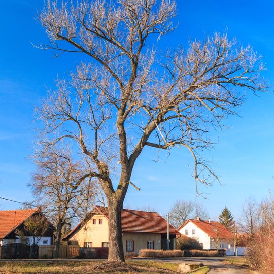 Památný topol u rybníka Slatinka