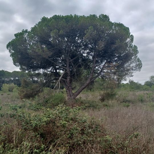 Pi de la Torre Negra, Sant Cugat del Vallès