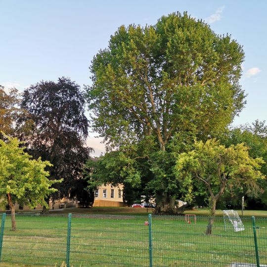 Naturdenkmal Bastardplatane am Pflegeheim, Parkstraße 16 in Papitz