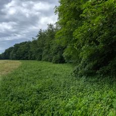 Feuchtgebiet am Rand des Talhau