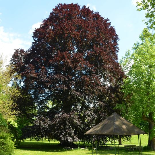 Blutbuche von Schloss Auhof