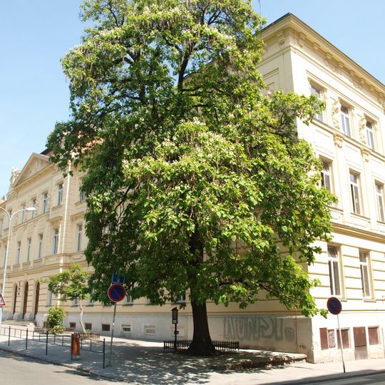 Katalpa nádherná pana učitele Josefa Přibyla