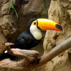 Vogelpark Avifauna