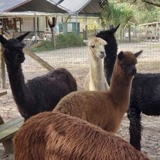 Alpaca Magic