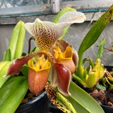 University of Illinois Conservatory and Plant Collection