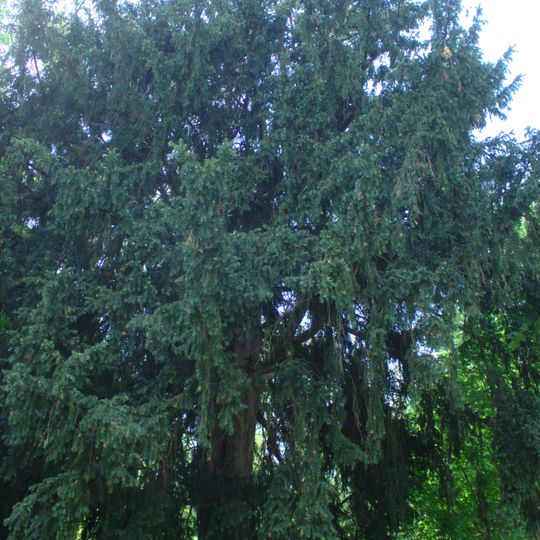 Tis ve Staré Bohyni