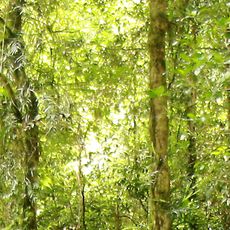 Riserve della foresta pluviale centro orientale