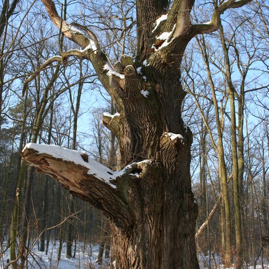 Rezerwat przyrody Kolno Międzychodzkie