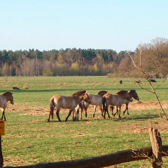 Hornbosteler Hutweide