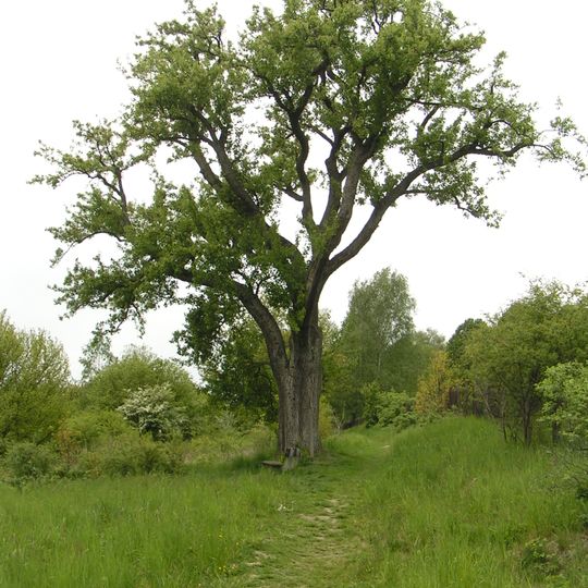 Hrušeň planá na Hruštici