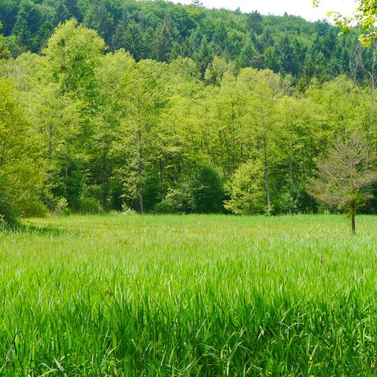 Nördliches Mainauried