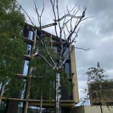 The Alchemical Tree