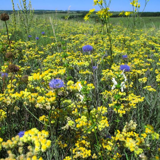 Novostepanivskyi Reserve