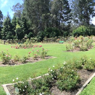 Golden Gate Park Rose Garden