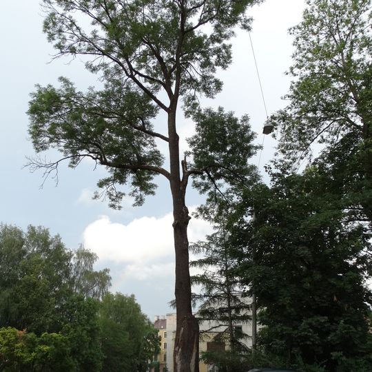 Uosis Rožių alėjoje