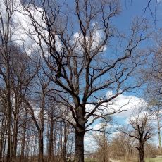 Dub letní na Hluboké VII