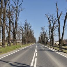 Acacia robinia avenue in Dukla