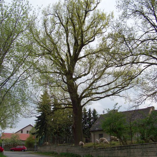 Hraniční dub v Nedvězí u Říčan