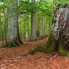 Mittelsteighütte am Zwieseler Waldhaus