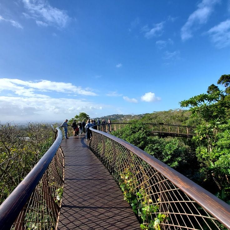 Der Canopy Walk im Kirstenbosch National Botanical Garden
