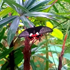 Mariposario de Benalmádena