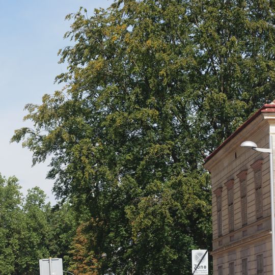 Rotbuche im alten Stadtgraben