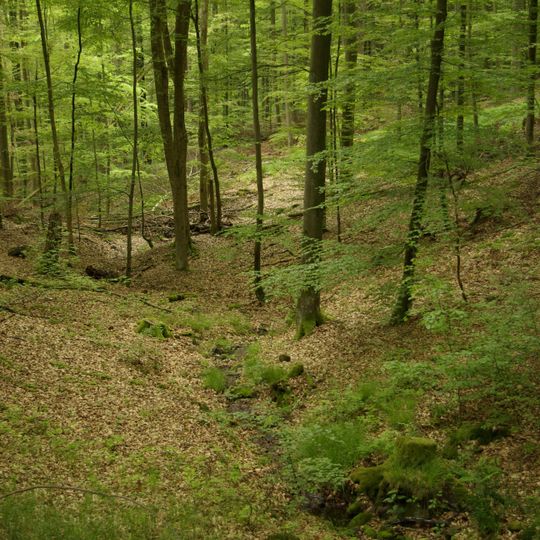 Naturwaldreservat Brunnstube