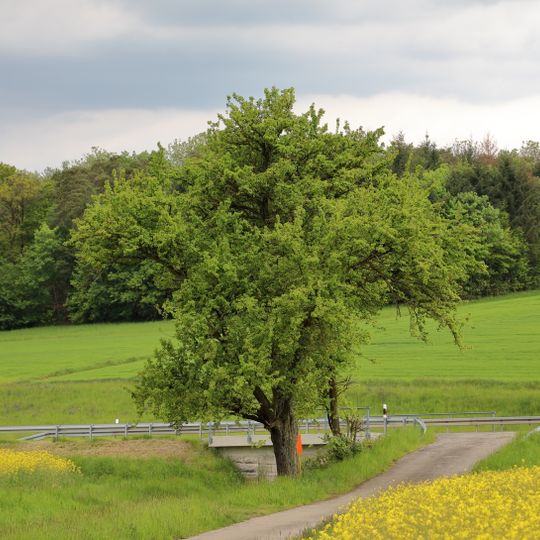 1 Birnbaum im Gewann „Wolfsäcker“