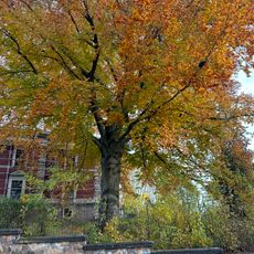 Buche an der Lindenstraße