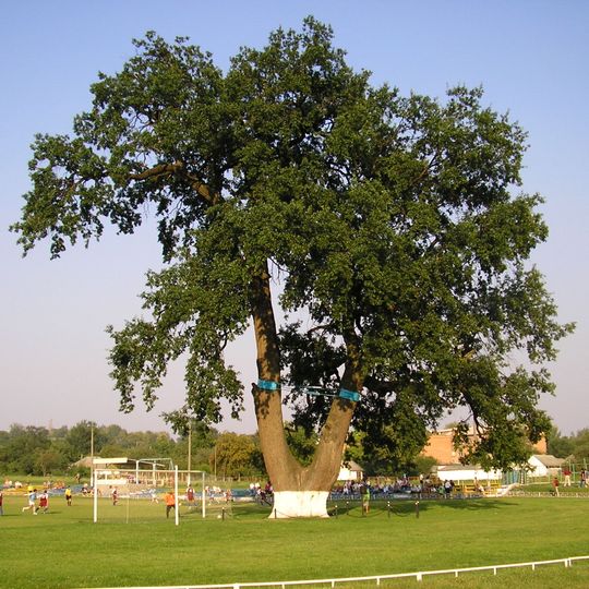Quercus Robur, Velyka Bahachka