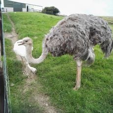 Moher Hill Open Farm
