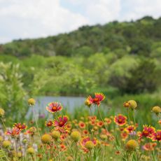 Cedar Ridge Preserve
