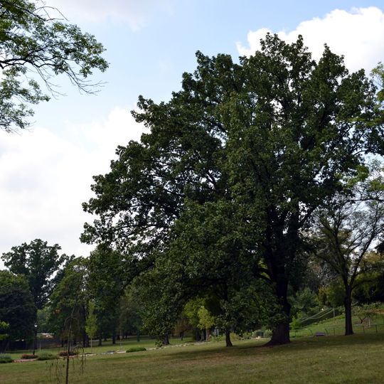 Dub uherský u Palaty