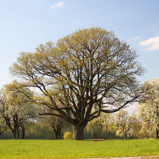 Naturdenkmal Eiche Schafwasen Häckersweg