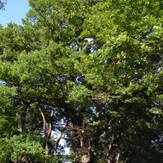 Velký dub na Trojském ostrově