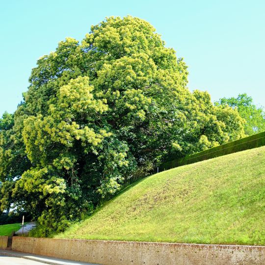 Kasztanowiec z Ypres