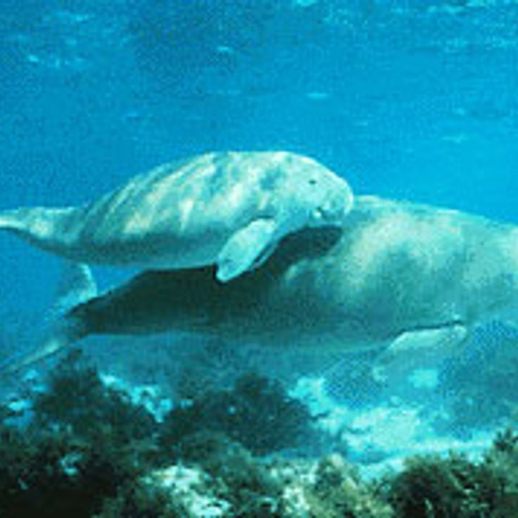 Parco nazionale marino del Golfo de Mannar