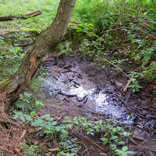 NSG Quellbereiche und Quellbaeche am Lohweg