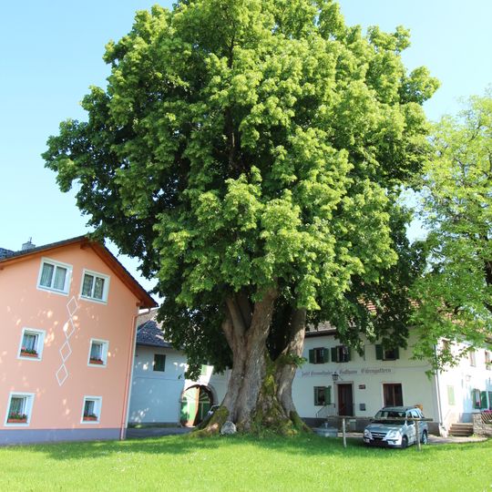 Tausendjährige Linde von Eisengattern
