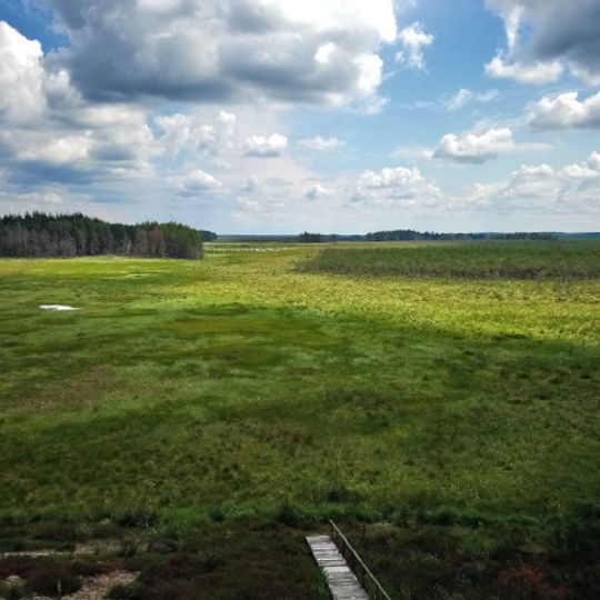 Čepkelių raisto apžvalgos bokštas