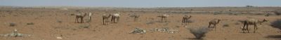 Panoramic View 10