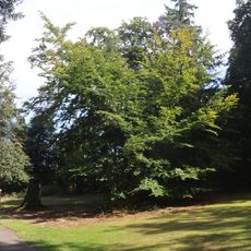 Buky na Vlčím kopci