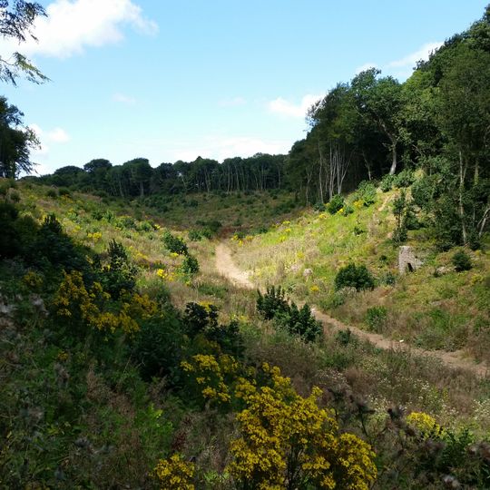 Churston Woods