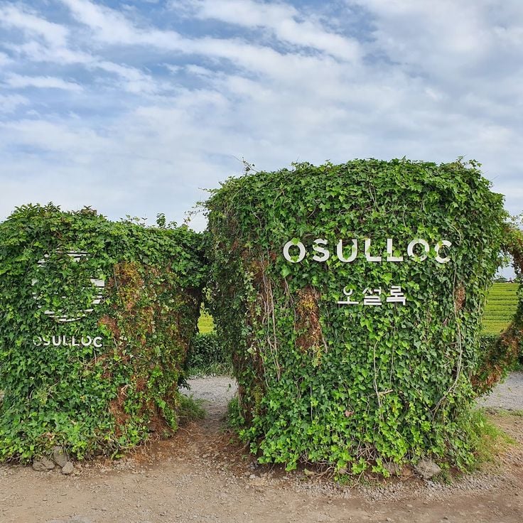 Osulloc Tea Museum & Tea Fields