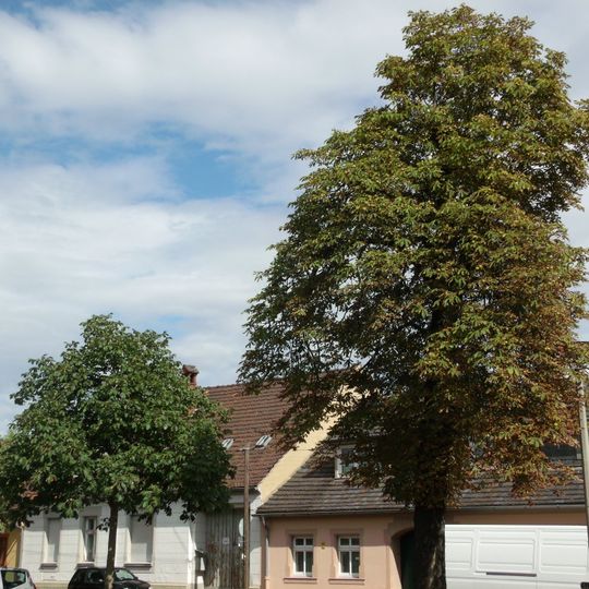Rosskastanie Ostrower Platz in Mitte